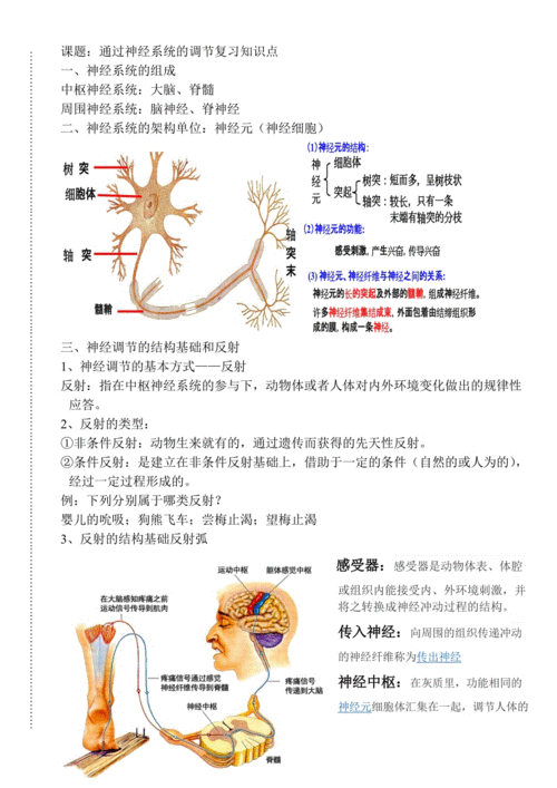 神经调节教案,神经系统与神经调节教案