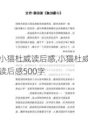 小猫杜威读后感,小猫杜威读后感500字